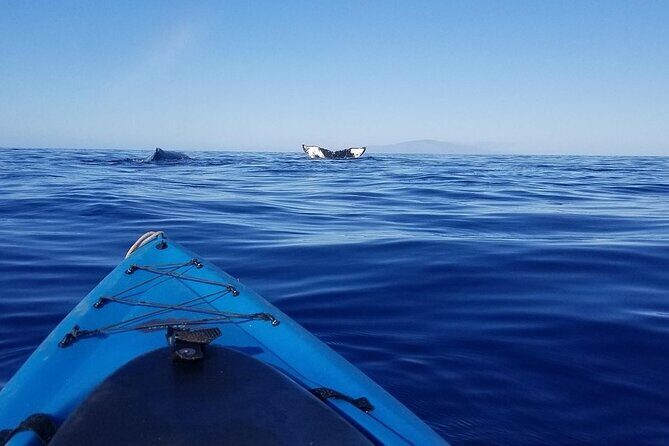 South Shore Turtle Kayak and Snorkel Experience - The Highlights and Unique Aspects