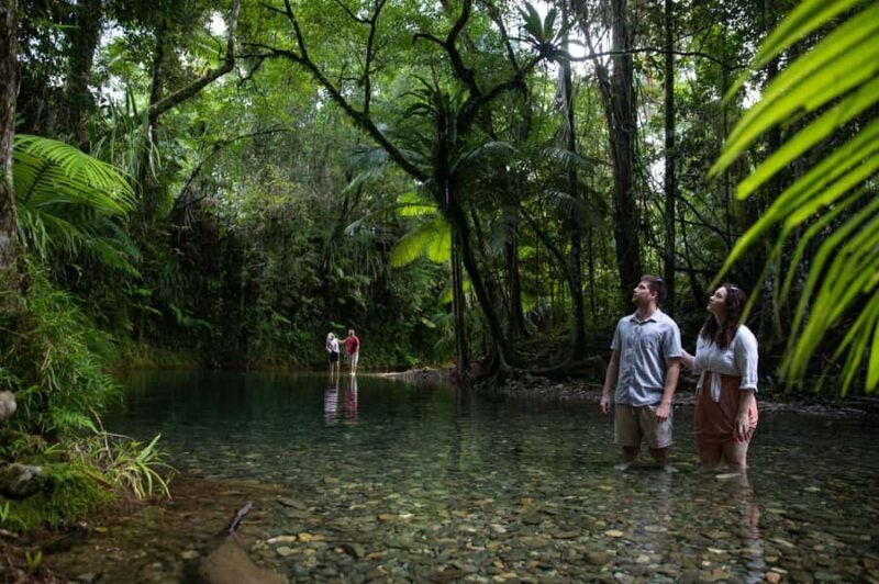 Southern Daintree Explorer Tour - Half Day - How the Itinerary Unfolds