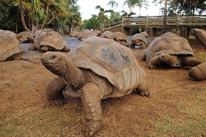 Southern Tales: Full-day incl Crocodile Park & 23 Colored Earth - An In-Depth Look at the Tour