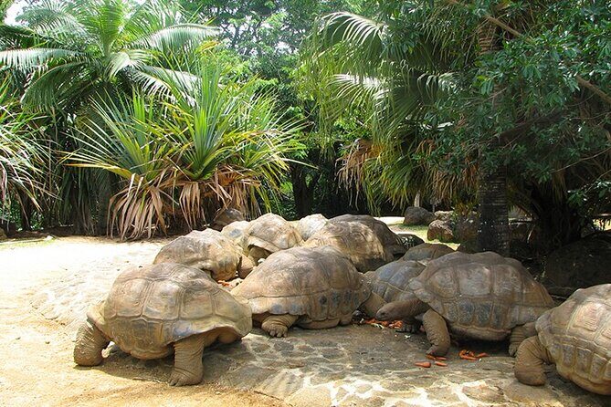 Southern Tales: Full-day incl Crocodile Park & 23 Colored Earth - FAQ