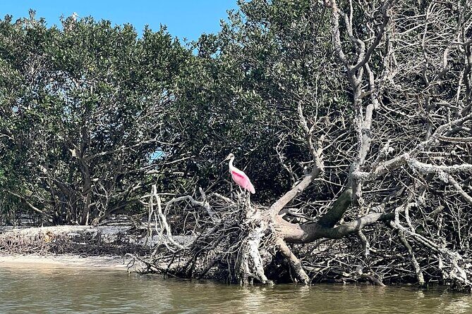 Space Coast Manatee & Coastal Wildlife Kayak Tour - Who Will Love This Tour?