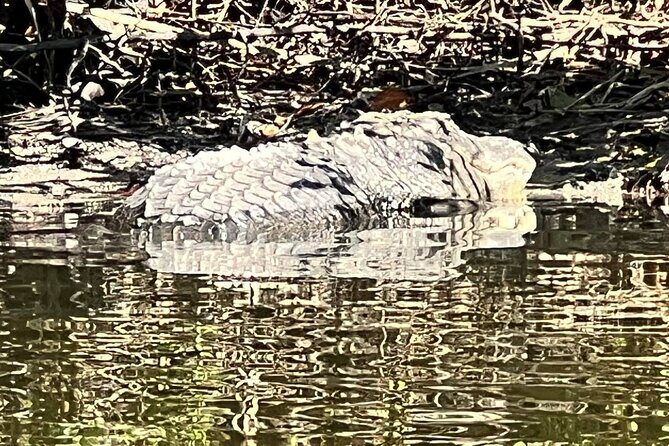 Space Coast Manatee & Coastal Wildlife Kayak Tour - The Sum Up