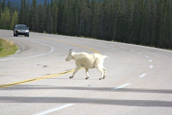 Spanish Private Tour to Banff and Lake Louise Canada from Calgary - Key Points