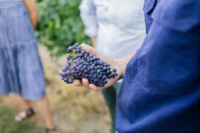 Sparkling Masterclass with Vineyard Tour and 4 Course Lunch - A Closer Look at the Printhie Sparkling Masterclass