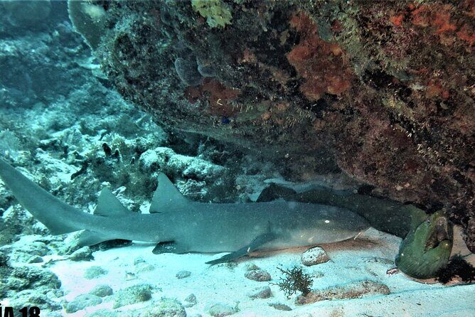 SPECIAL!! 2 Tank Wreck & Drift Reef dives - Key Points