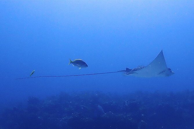 SPECIAL!! 2 Tank Wreck & Drift Reef dives - A Closer Look at the Experience
