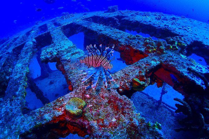 SPECIAL!! 2 Tank Wreck & Drift Reef dives - Final Thoughts