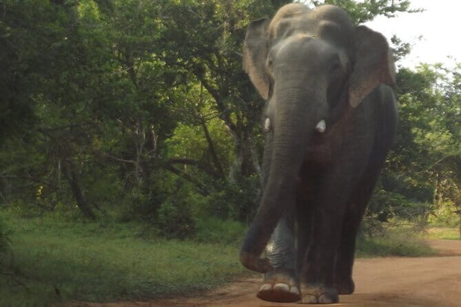 Special Elephants Safari from hambantota Port - An Honest and Practical Review of the Safari Experience