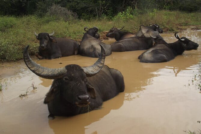 Special Elephants Safari from hambantota Port - FAQs