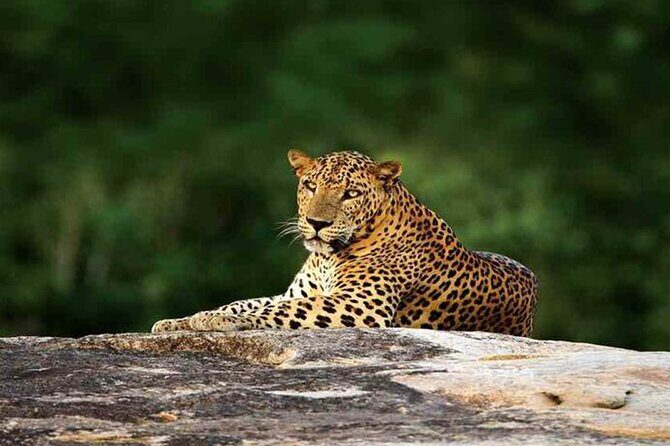Special Full Day Safari Yala National Park - 04:30 AM to 06:00 PM - Key Points