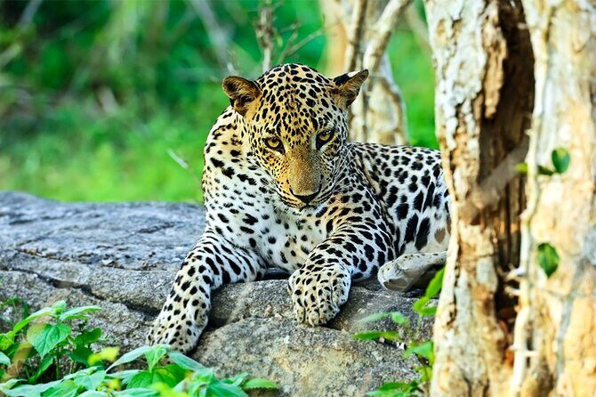 Special Full Day Safari Yala National Park - 04:30 AM to 06:00 PM - An In-Depth Look at the Yala Safari Experience