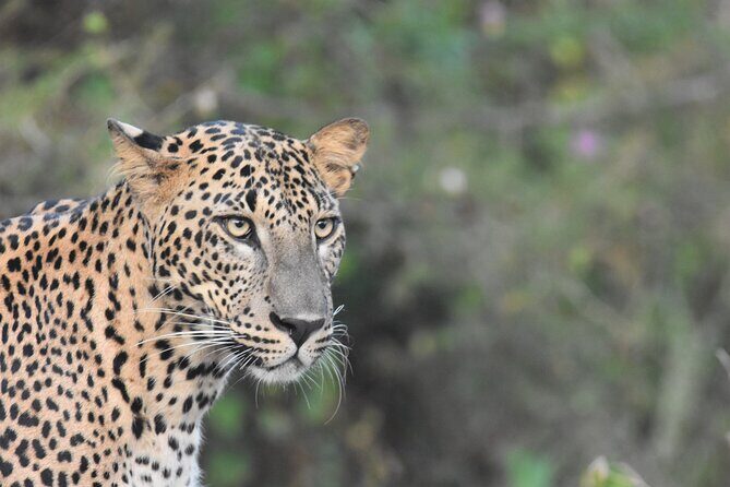 Special Leopard Safari Tour in Yala National Park by Malith & the team - An Authentic Safari in Yala: What to Expect