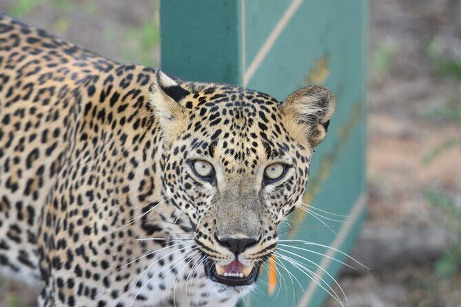 Special Leopard Safari Tour in Yala National Park by Malith & the team - Who Would Love This Safari?