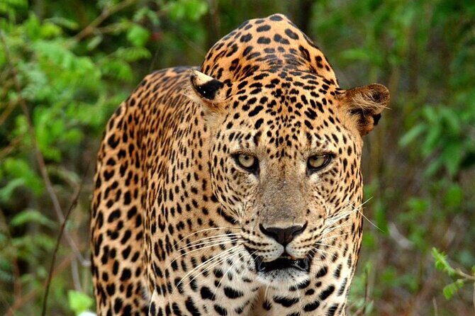 Special Leopard Safari Tour in Yala National Park by Malith & the team - The Sum Up
