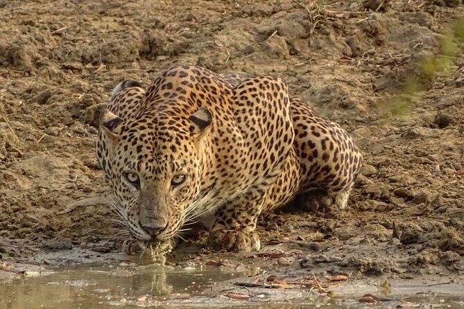 Special leopards safari Yala National park - 04.30 am to 11.30 am - The Experience in Detail