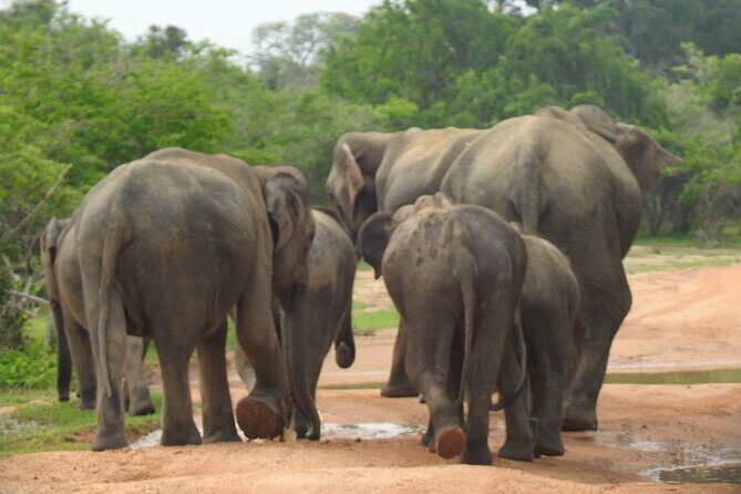 Special leopards safari Yala National park - 04.30 am to 11.30 am - Frequently Asked Questions