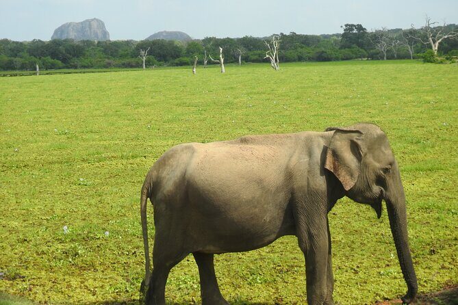 Special leopards safari Yala National park - 04.30 am to 11.30 am - Final Thoughts