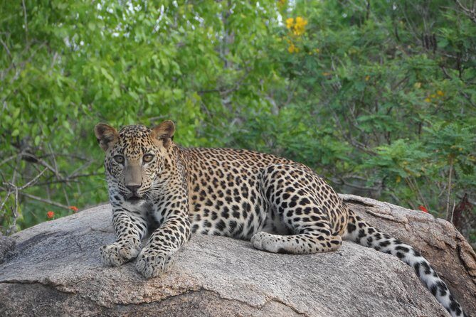 Special Leopards safari - Yala National park - 04.30 am to 11.30 am - A Close Encounter with Leopards and More at Yala National Park