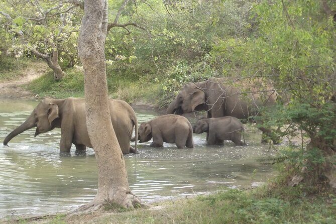 Special Leopards safari - Yala National park - 04.30 am to 11.30 am - Final Thoughts