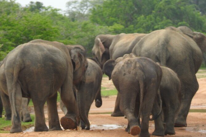 Special Leopards safari - Yala National park - 04.30 am to 11.30 am - FAQ