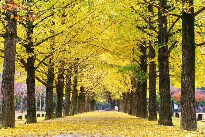 Special Private Tour Nami Island, Rail Bike, Petite France - Authentic Feedback from Travelers