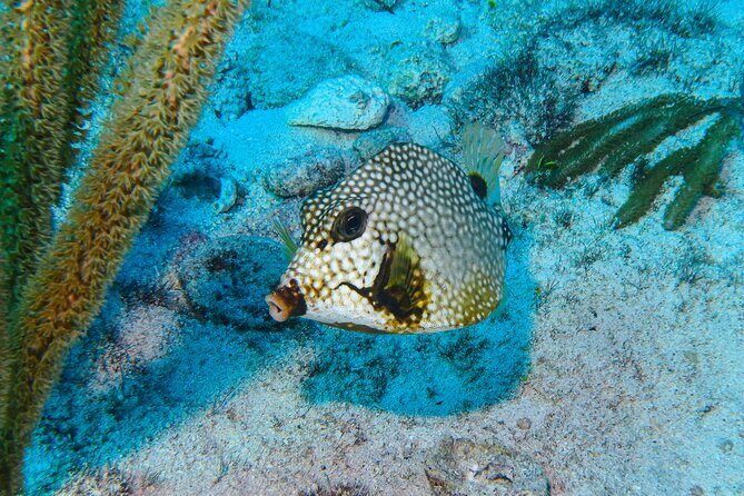 SPECIAL! Snorkel at MUSA - The Underwater Museum Reservation - What to Expect from This Snorkeling Experience