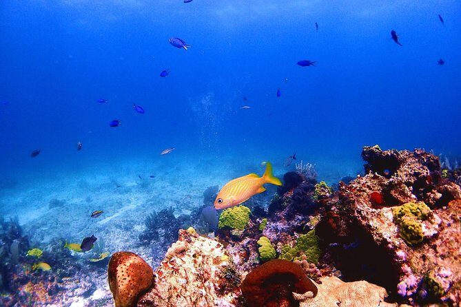 SPECIAL! Snorkel at MUSA - The Underwater Museum Reservation - What You Should Know Before Booking
