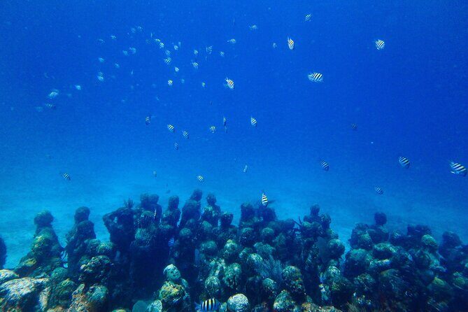 SPECIAL! Snorkel at MUSA - The Underwater Museum Reservation - The Authentic Experience: Authenticity, Safety, and Fun