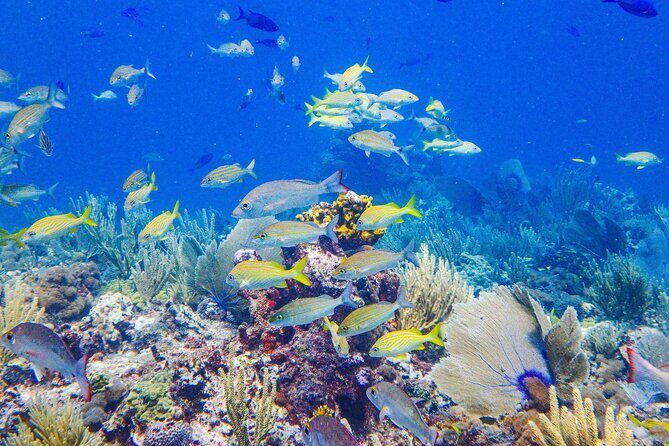SPECIAL! Snorkel at MUSA - The Underwater Museum Reservation - Who Should Consider This Tour?