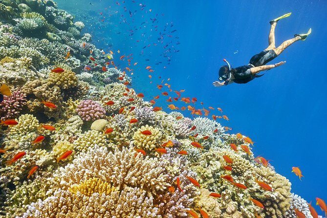 Special Snorkeling Day Trip to the Red Sea in Safaga from Luxor - Key Points