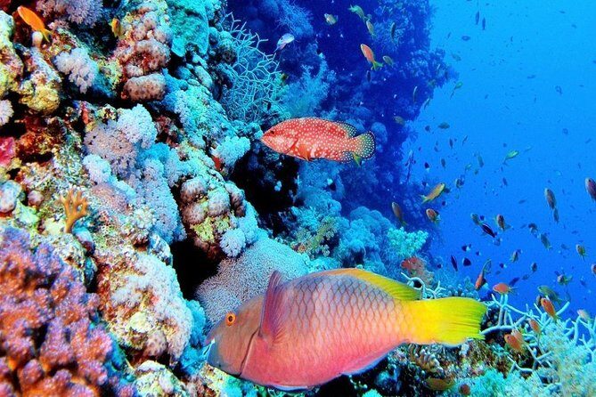 Special Snorkeling Day Trip to the Red Sea in Safaga from Luxor - An In-Depth Look at the Red Sea Snorkeling Day Trip