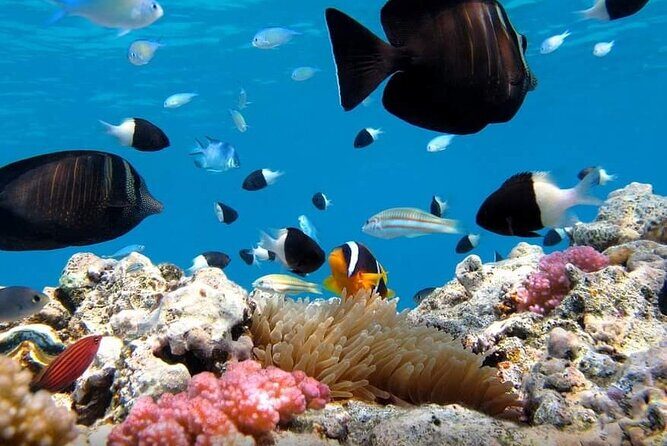 Special Snorkeling Day Trip to the Red Sea in Safaga from Luxor - The Sum Up