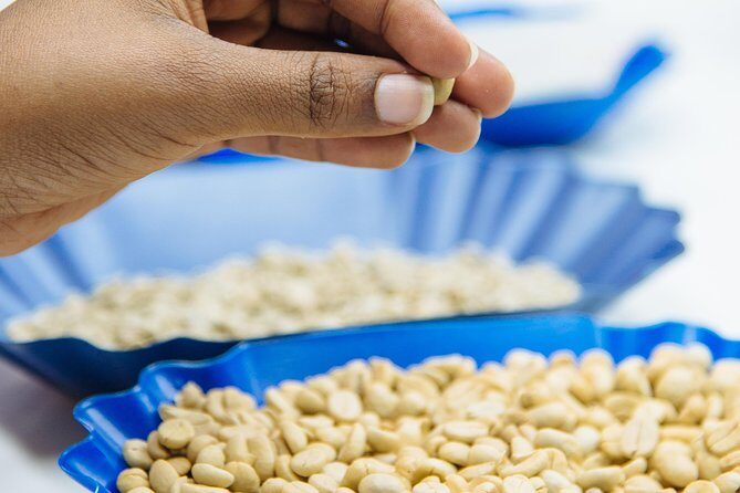 Specialty Coffee Masterclass - Why Travelers Love This Experience