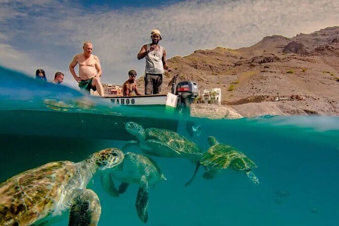 Spectacular experience with sea turtles - Key Points