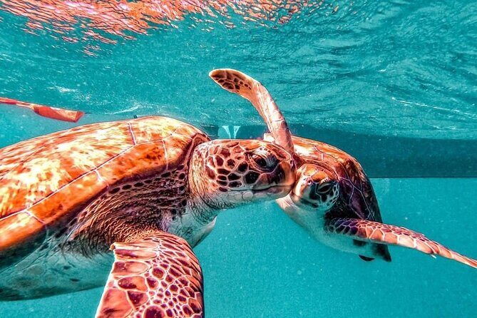 Spectacular experience with sea turtles - Who Should Consider This Tour?