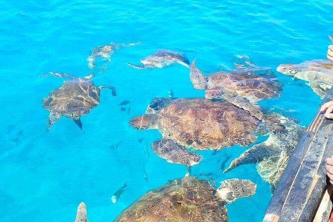Spectacular experience with sea turtles - Frequently Asked Questions