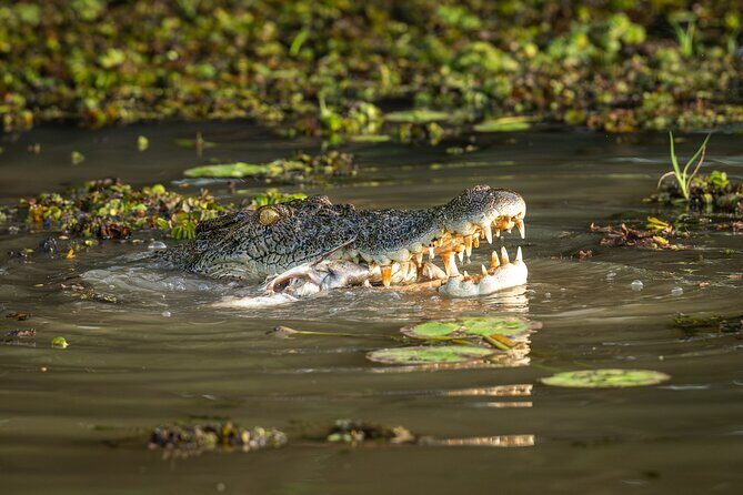 Spectacular Jumping Crocodile Cruise with Darwin Transfer Bus - The Itinerary in Detail