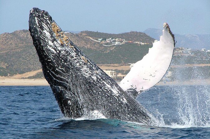 Speed Boat Whale Watching Tour - Who Would Love This Tour?