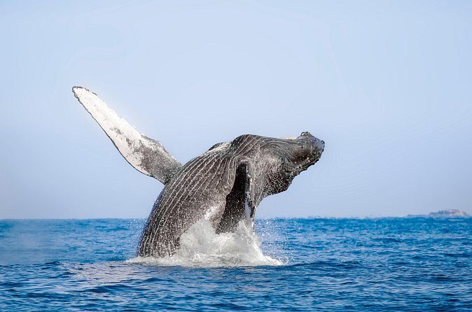Speed Boat Whale Watching Tour - Final Thoughts: Is It Worth It?