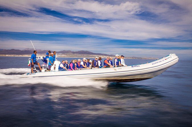Speed Boat Whale Watching Tour - FAQ