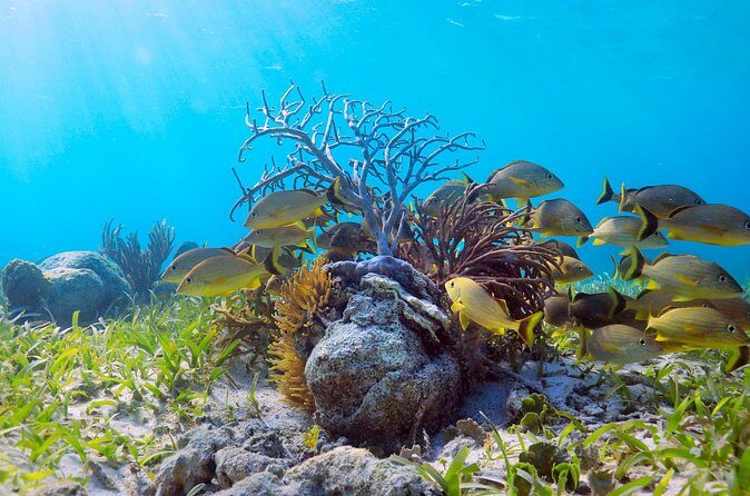 Speed Through Cancun: Explore Mangroves, Reefs & MUSA in One Tour - Practical Considerations