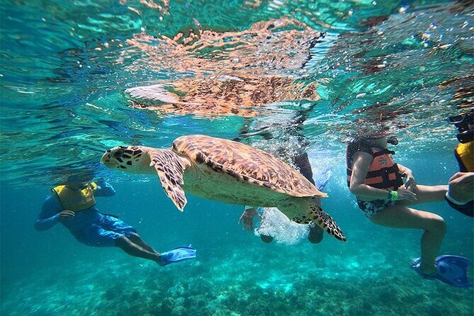 Speedboat and Snorkel Cancun Adventure with Transportation - What to Expect on Your Cancun Speedboat and Snorkel Tour