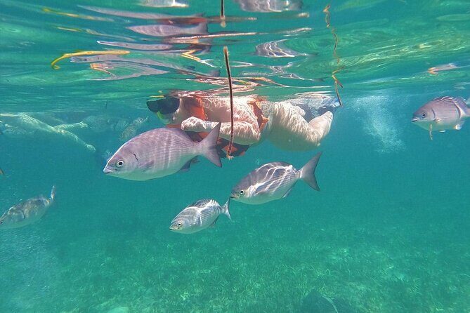 Speedboat and Snorkel Cancun Adventure with Transportation - In-Depth Look at the Itinerary