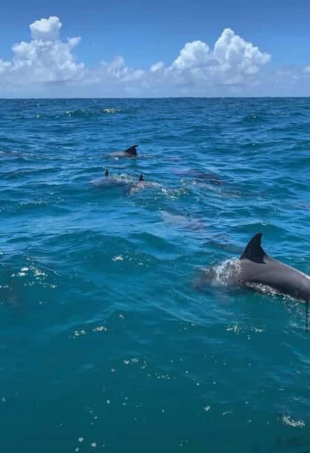 Speedboat excursion: Ile aux Bénitier/Dauphins/ Roche Crystal - The Sum Up