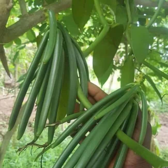 Spice Farm, Stone Town, Prison Island & Nakupenda sand bank - In The Sum Up