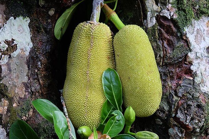 Spice Farm Tour -Half Day - Introduction