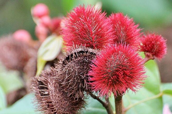 Spice Farm Tour -Half Day - Key Points