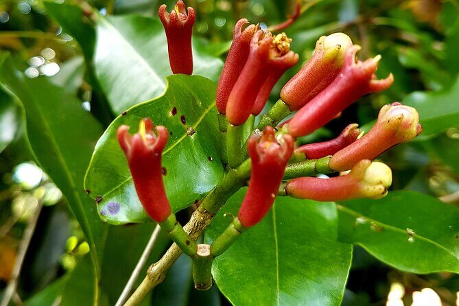 Spice Farm with Cooking Class + Lunch and Stone town (City tour) - Key Points