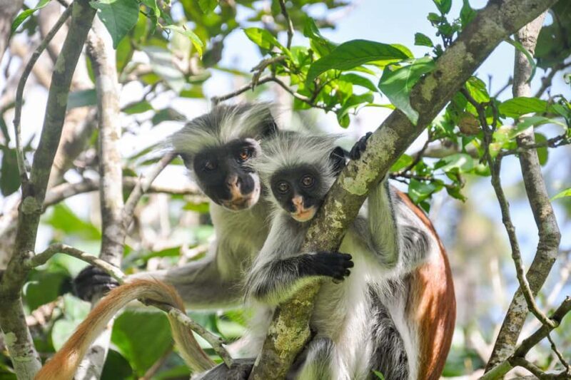 Spice farm,jozani forest and mtende beach - What’s Included and What to Consider