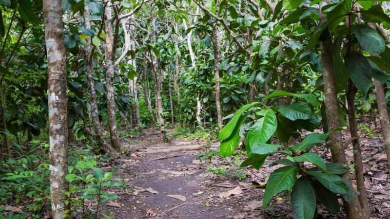 Spice farm,jozani forest and mtende beach - Who Will Appreciate This Tour?